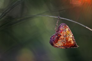 cotruire gli affetti