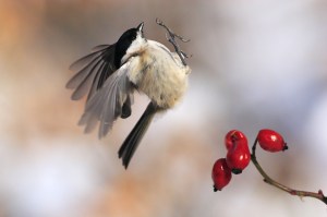 strumenti per spiccare il volo